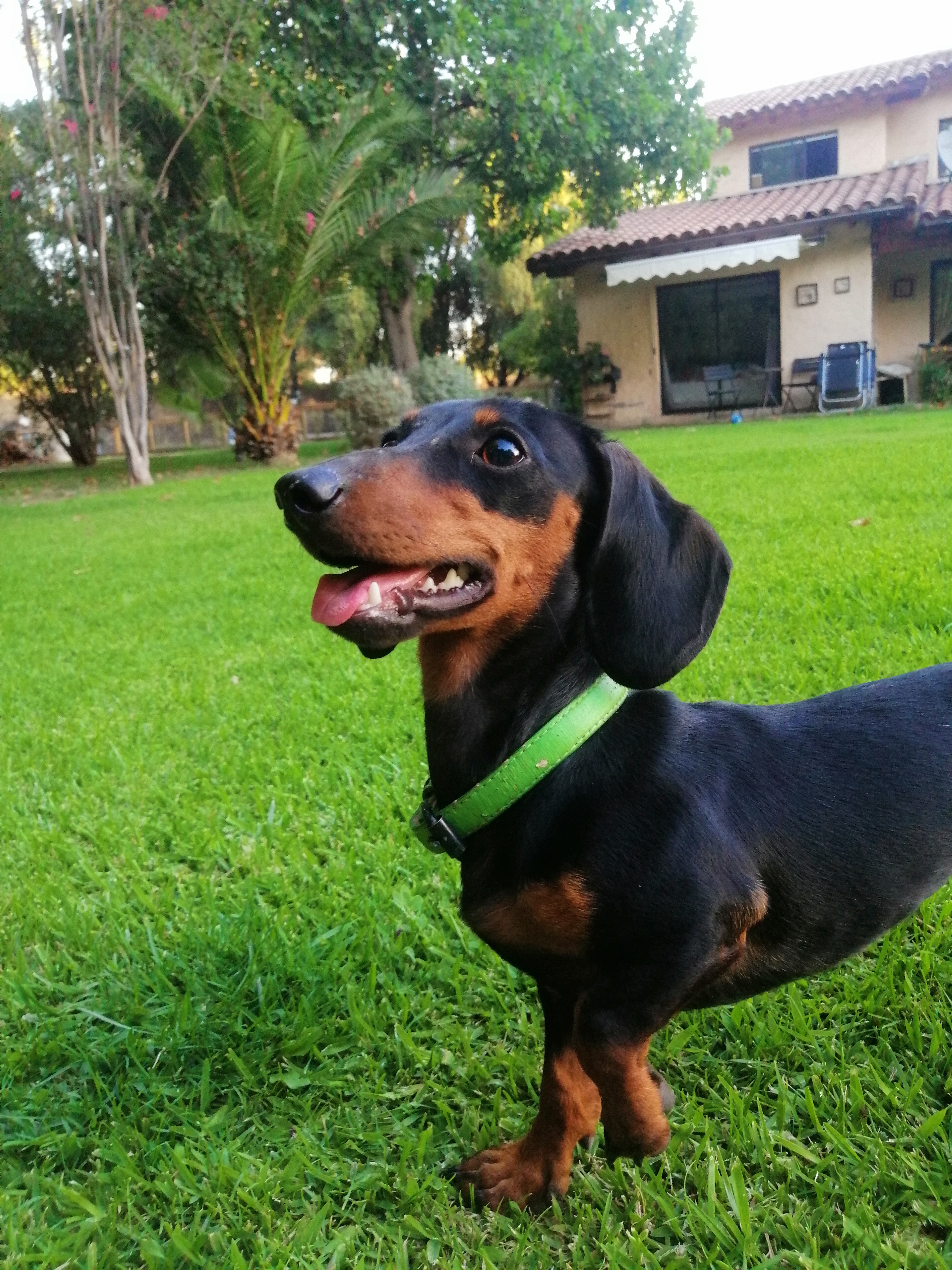 Mora